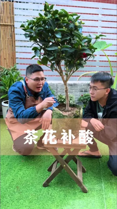 养茶花，很多人都做错了第一步，难怪养不好#茶花 #花卉绿植 #养花小知识