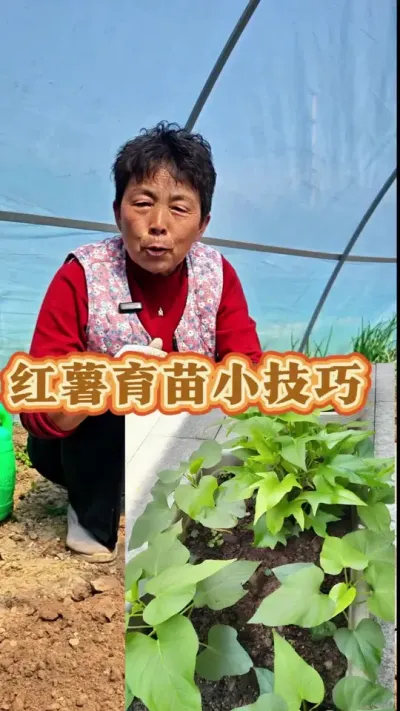 红薯可以育苗啦，赶紧种起来吧！#三农 #种植小技巧 #红薯育苗 #红薯 #蔬菜杨大姐 @DOU+小助手 @DOU+上热门 @抖音创作小助手 @抖音小助手 @蔬菜杨大姐