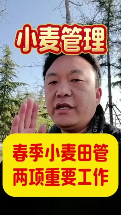 春季小麦田管的两项重要工作。#小麦种植 #分享农业知识帮农民增产增收 #小麦高产技术