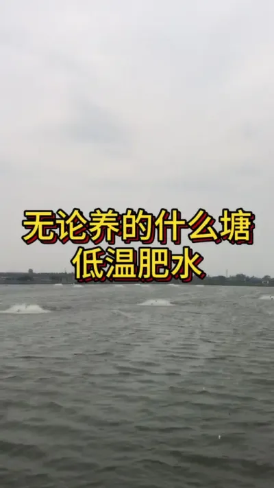 无论养的什么塘，低温都可以这样肥水#小棚养虾 #南美白对虾 #养虾人 #水产人 #高密度养殖