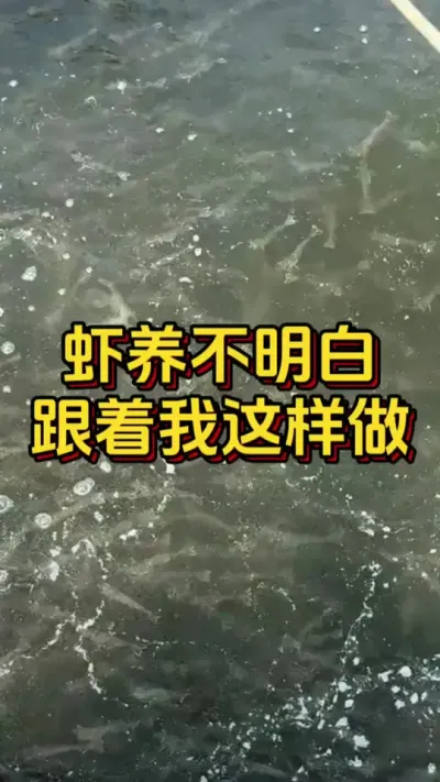 虾养不明白跟着我这样做#水产养殖 #养虾人 #水产人 #南美白对虾 #嘉骏新水产