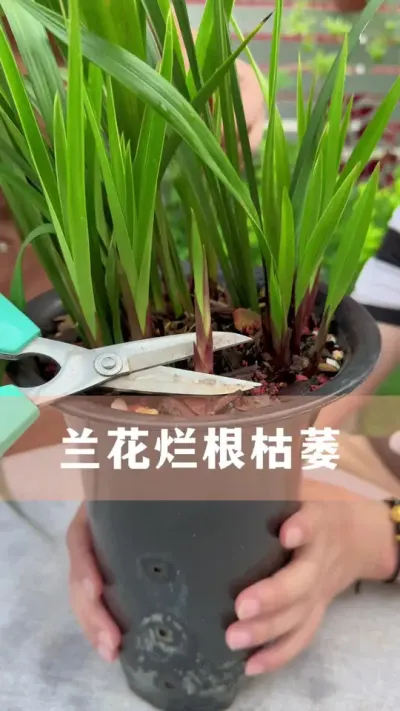 夏天兰花容易黑腐枯萎，要怎么养#兰花 #花卉绿植 #养花小知识 #分享养花经验