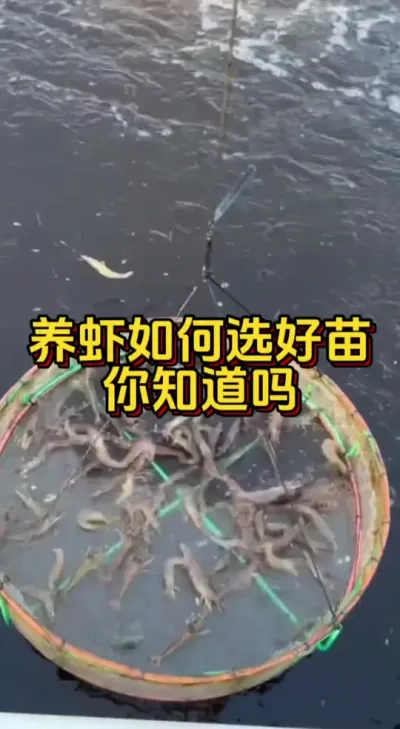养虾如何选好苗，你知道吗？#水产人 #水产养殖 #养虾人 #嘉骏新水产 #嘉骏集团