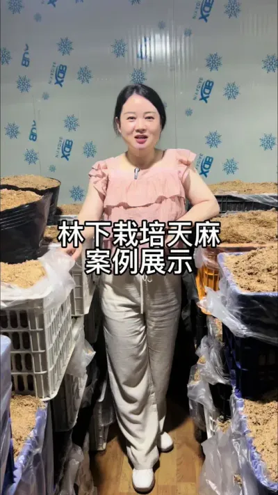 林下栽培天麻案例展示 #抖音新农人 #抖音助农 #药材种植 @抖音小助手