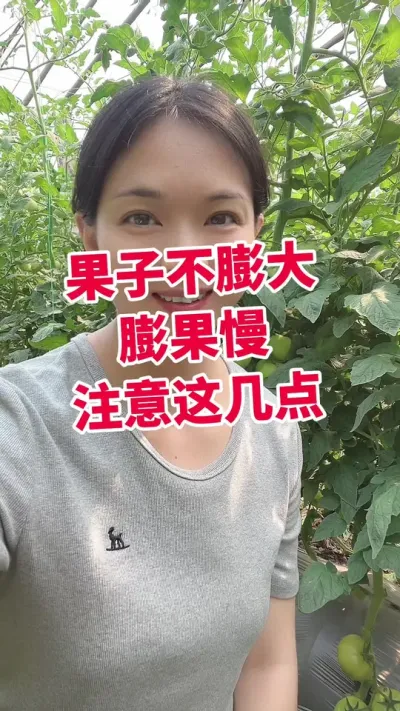 #西红柿#西红柿种植 #大棚西红柿 #膨果 慢 点个关注 互相学习@抖音小助手