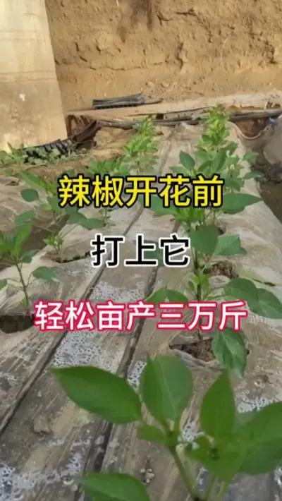 辣椒开花前，打上它，轻松亩产三万斤 #三农 #农业种植技术 #辣椒种植