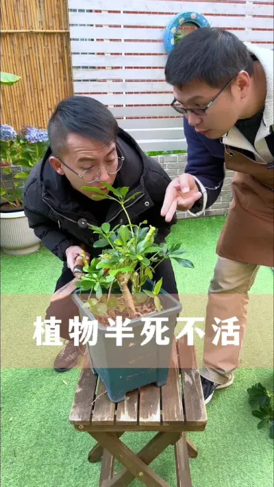 家里的花不生长、不开花的处理方法#花卉绿植 #养花小知识 #爱生活爱养花