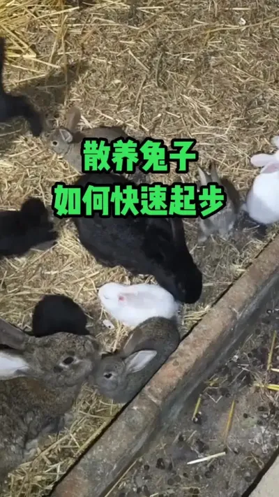 散养兔子，如何快速起步#抖音三农#养兔#养殖