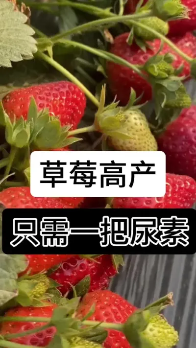 草莓高产只需一把尿素