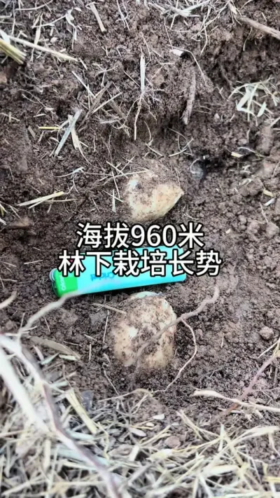 海拔960米林下栽培长势 #三农 #抖音新农人 #助力三农 @抖音小助手