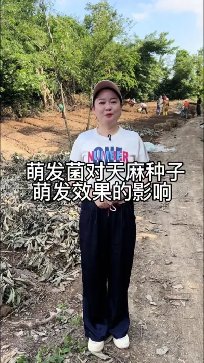 萌发菌对天麻种子萌发效果的影响 #抖音新农人 #分享种植经验 #三农 @DOU+小助手