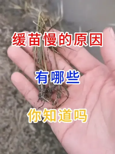 缓苗慢的原因有哪些，你知道吗？ #三农 #农业种植 #一份耕耘一份收获 #服务三农支持三农 #农业