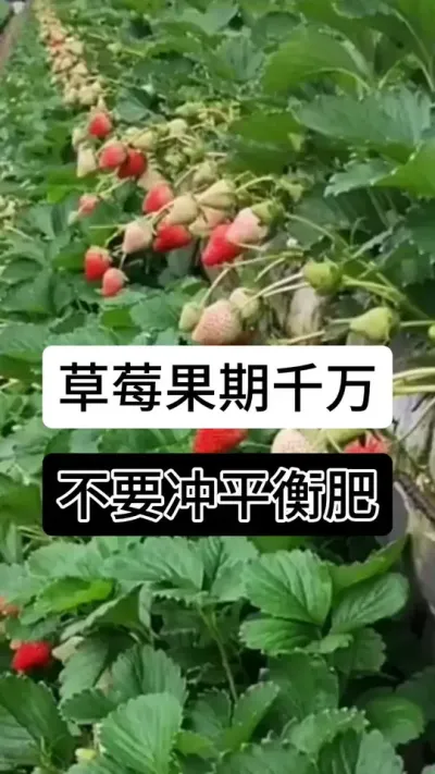 草莓果期千万不要冲平衡肥#草莓种植管理技术和方法 #草莓种植方法 #草莓种植 #草莓种植基地 #服务三农支持三农
