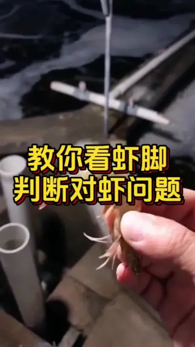 脚你看虾脚，判断对虾问题#水产人 #养虾人 #水产养殖 #嘉骏新水产 #嘉骏集团