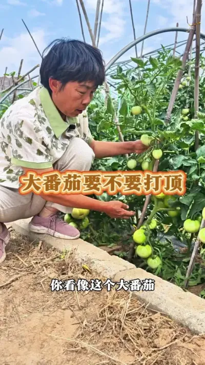 大番茄要不要打顶，你的大番茄长的怎么样呢#西红柿 #番茄 #西红柿种植 #三农 #蔬菜杨大姐 @DOU+上热门 @抖音创作小助手 @DOU+小助手