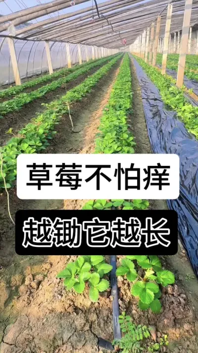草莓不怕样越锄她越长#草莓种植