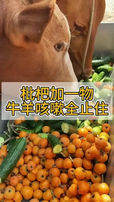 枇杷加一物牛羊咳嗽轻松解决#养牛 #养牛人 #养牛技术 #牛羊养殖 #农村养牛