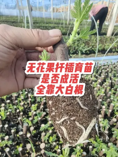 无花果扦插育苗，发芽不代表成活，只有顺利长出大白根才不会噶了#耿记无花果种植专业合作社 #无花果杯苗