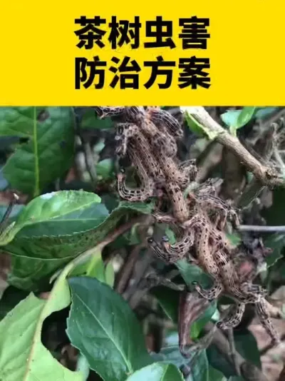 茶树虫害防治方案#茶树 #茶树种植 #茶树管理技术与指导
