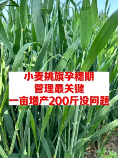 小麦挑旗期管理好，一亩增产200斤少不了 #农业种植 #分享农业知识帮农民增产增收 #一份耕耘一份收获 #抖音助农