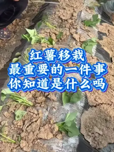 红薯移栽最重要的一件事#红薯高产种植  #红薯高产  #红薯种植 #红薯种植管理