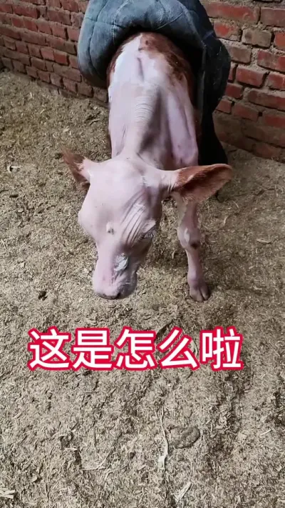 #犊牛 #养牛人 #小牛犊 #三农 #养殖