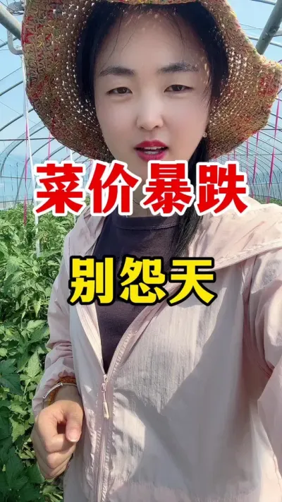 菜价暴跌别怨天#西红柿种植技术 #番茄种植