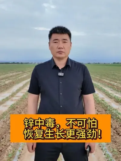 锌中毒，不可怕! 恢复生长更强劲！ #新农人计划2025#新农人计划 #三农流量扶持计划 #种植小技巧 #三农种植