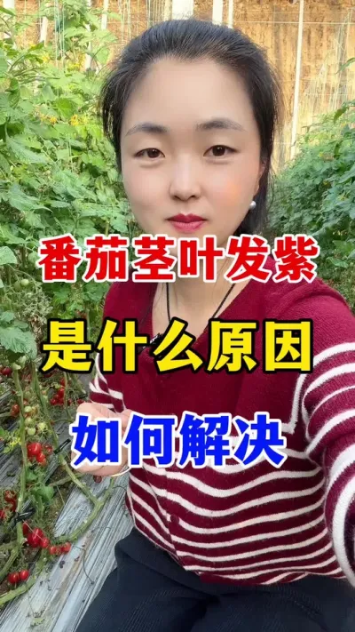 番茄茎叶发紫是什么原因？ #番茄种植#番茄种植技术