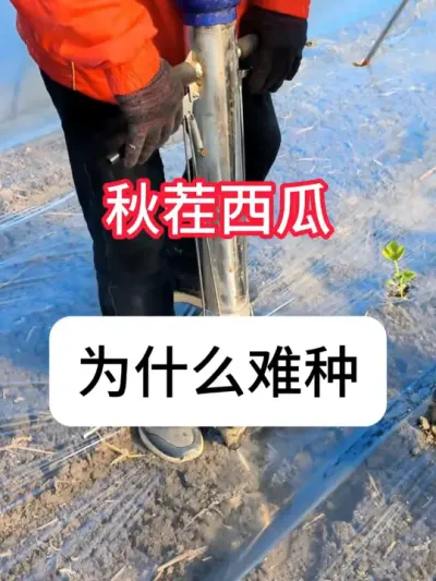 西瓜种植 为什么瓜农都不想种秋茬瓜？#农业种植 #抖音助农#种植小技巧#西瓜 #真赞农业