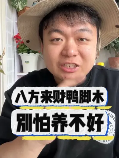 八方来财鸭脚木应该怎么养 #养花 #养花小知识 #花卉 #花卉绿植 #盆栽
