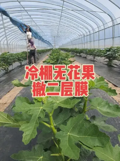 温度升高，无花果树已经不需要二膜，期待以后的茁壮成长#耿记无花果种植专业合作社 #无花果树苗