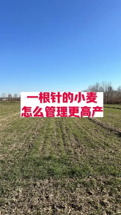 土里捂，一根针小麦如何管理，更高产 #分享农业知识帮农民增产增收 #2024新农人计划 #支持三农扶持三农发展