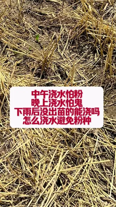 刚下雨还能浇地吗，玉米怎么浇地不粉种 #三农知识分享 #农业小知识分享