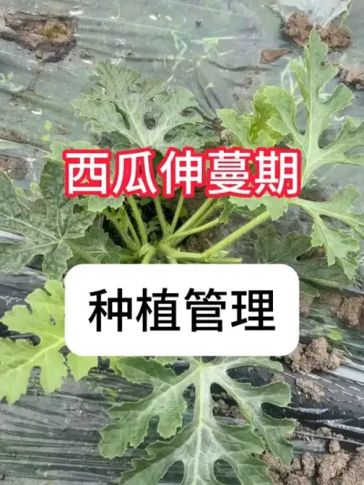 西瓜伸蔓期管理要点 #西瓜种植 #抖音助农 #种植小技巧 #农业种植 #真赞农业