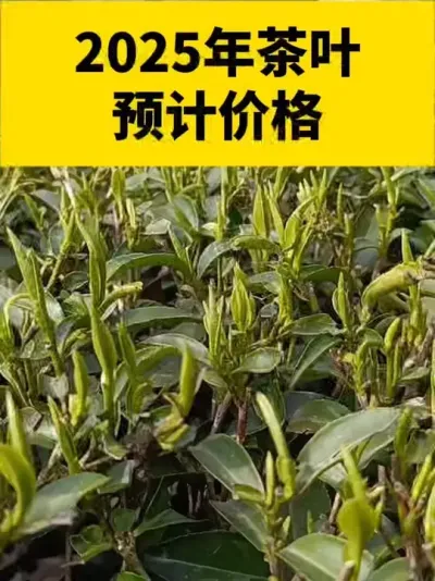 2025年茶叶预计价格#茶树 #茶树管理技术与指导 #春茶