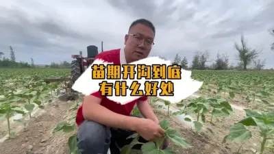 想要葵花长更好，开沟培土不能少#丰向标