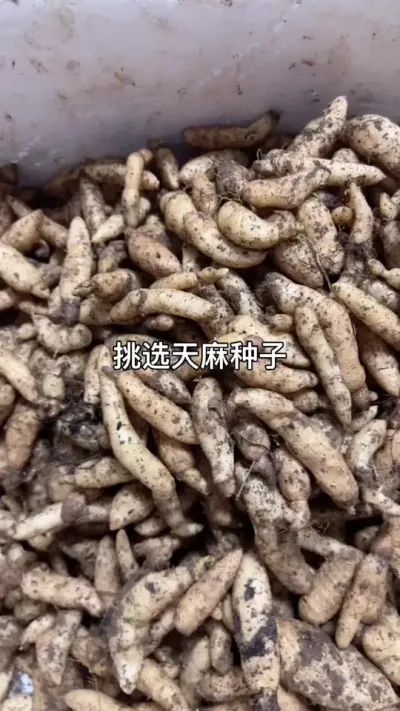 挑选天麻零代种子 正月初八以后按照订单顺序陆陆续续发货#天麻种植 #天麻种子 #三农种植