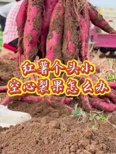 红薯个头小空心裂果怎么办#红薯高产种植  #红薯高产  #红薯种植  #红薯种植技术