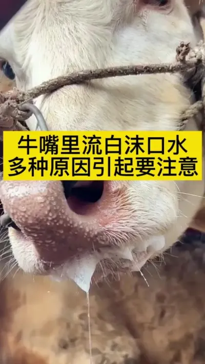 牛嘴里流白沫口水，多种原因引起要注意#养牛人 #养牛技术 #养牛 #养牛知识 #三农养殖