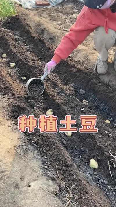 土豆的适应生长温度是10至25度，又到了种植春土豆的时节，分享家庭小菜园土豆种植全过程，大家不要错过种植时间#三农 #一份耕耘一份收获 #抖音助农 #土豆种植的方法 #我的乡村生活