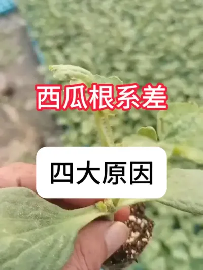 西瓜种植 西瓜根不长什么原因？西瓜根系差的4大原因#农业种植 #抖音助农 #西瓜 #生根 #真赞农业