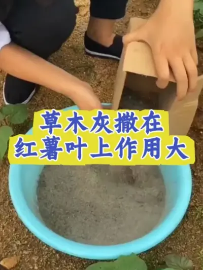 草木灰撒在红薯叶片上产量高#红薯高产种植  #红薯高产  #红薯种植 #红薯种植管理