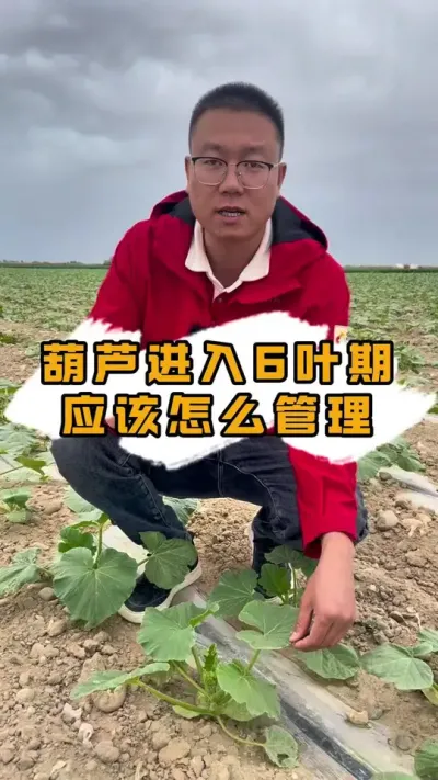 每天一个农业小知识#丰向标