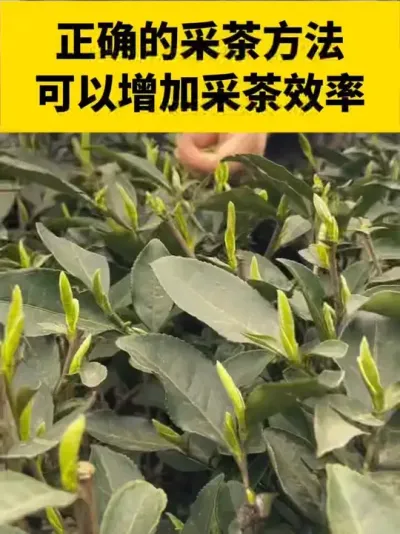 正确的采茶方法可以增加采茶效率#茶树 #茶树管理技术与指导 #春茶采摘 #采茶