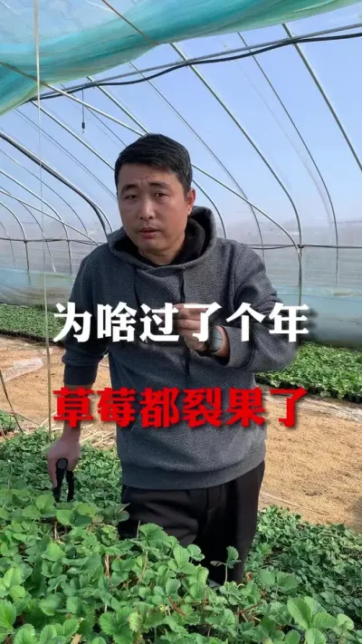 为啥过了个年，草莓开始裂果#草莓种植 #草莓 #农业种植 #分享农业知识帮农民增产增收 #服务三农支持三农