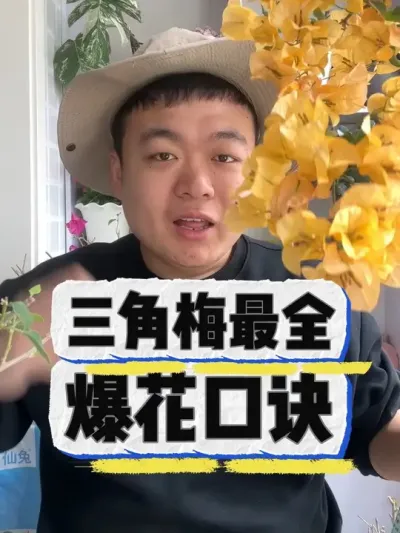 三角梅最全爆花口诀，他来了！ #养花 #养花小知识 #花卉 #花卉绿植 #盆栽