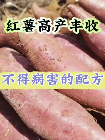 红薯高产丰收不得病害配方#红薯种植 #红薯高产 #红薯高产种植 #红薯高产种植管理方案