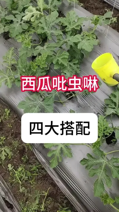 🎉吡虫啉在西瓜上的用法。🤔为什么大家种西瓜都不用它？因为长期单独使用，虫打不死。🤔那是因为你不会搭配！学会这4个搭配，能让你少花很多冤枉钱。 1️⃣吡虫啉加氟啶虫酰胺，对蚜虫、蓟马、飞虱都有效，一些抗