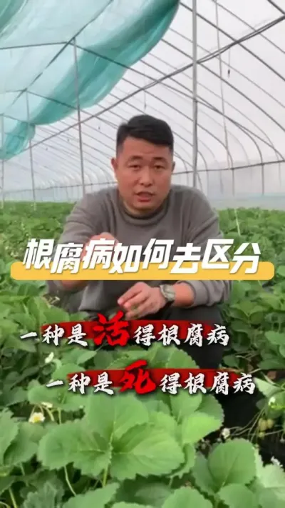 怎么区分草莓根腐病#三农种植 #草莓种植 #草莓 #服务三农支持三农 #草莓🍓